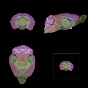 mouseatlas mouseatlas